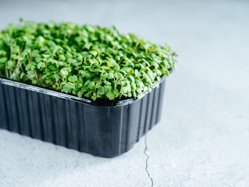 Image of nutrient-dense microgreens and antioxidant-rich greens.