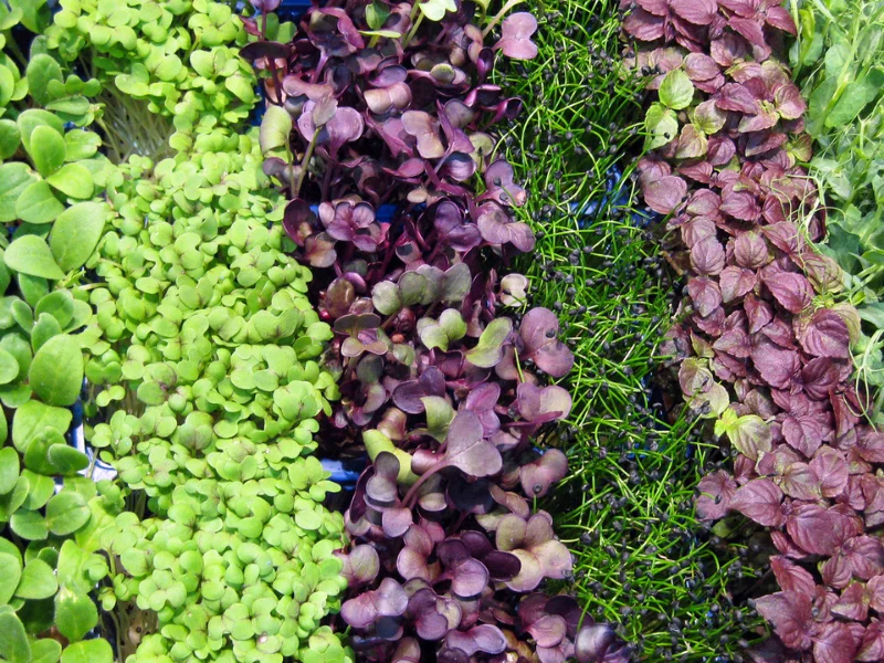 Image of nutrient-rich microgreens.