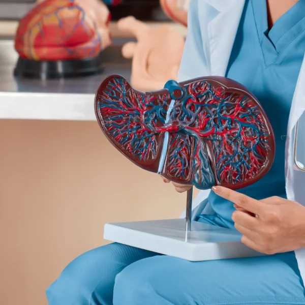 Image representing Liver Health and Detoxification Support.